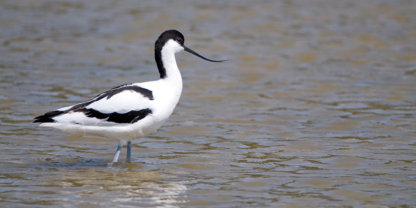 Avocette élégante